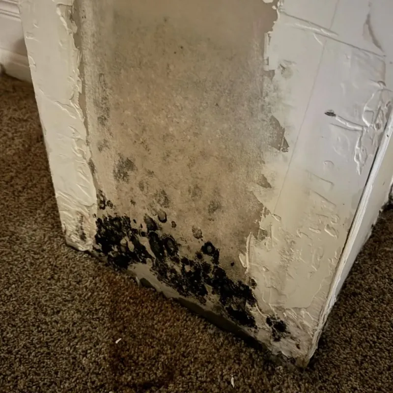 Professional Mold Removal in Markle, IN